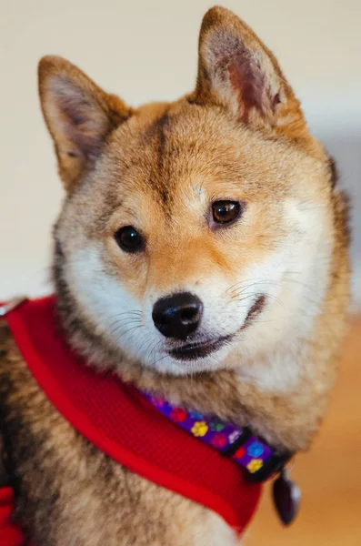 Shiba Inu köpek yavrusu