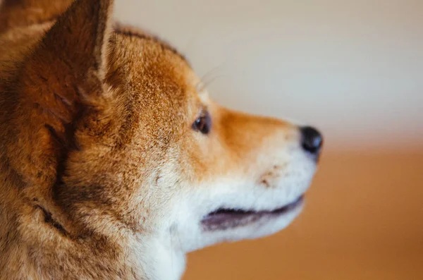 Un cachorro Shiba Inu —  Fotos de Stock