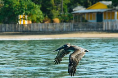 Suyun üzerinde uçan bir kuş