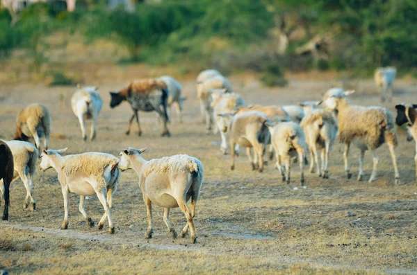 Capre e pecore in un campo — Foto Stock