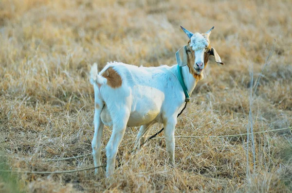 A single goat — Stock Photo, Image