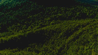 Koyu yeşil ağaçlar