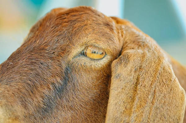 The eye of a goat