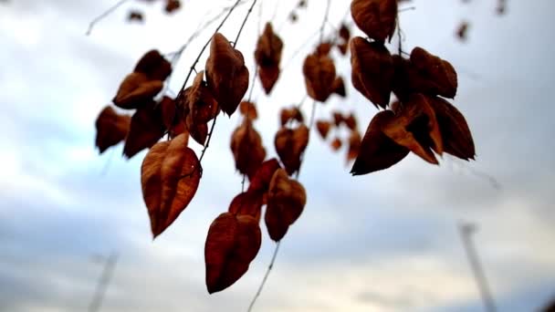 Manojo de hojas secas colgando de una rama en un árbol casi desnudo en Mutilva, España — Vídeos de Stock