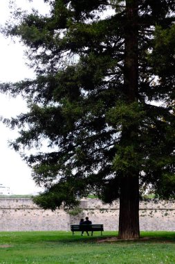 İspanya, Pamplona 'da büyük bir çam ağacının altında birbirine aşık bir çift oturuyor.