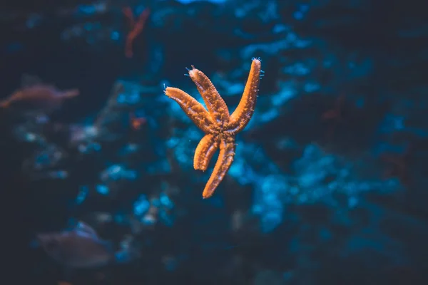 Estrella de mar adherida a la pared de cristal del acuario de San Sebastián, España —  Fotos de Stock