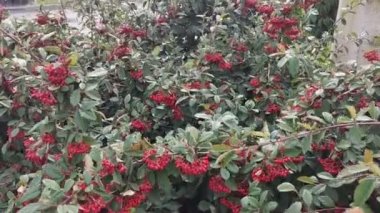 Travelling on shrub with red fruits