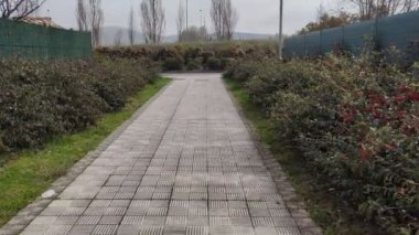 Walk escorted by two rows of green red fruit bushes