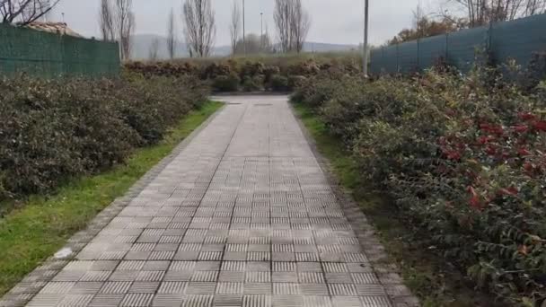 Promenade escortée par deux rangées de buissons de fruits rouges verts — Video