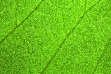 Yeşil yaprak doğal yaz arkaplan dokusu, makro