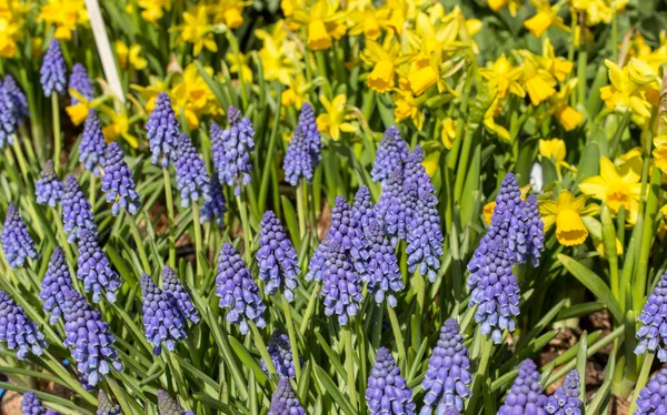 Hyacinths and Daffodils — Stock Photo, Image