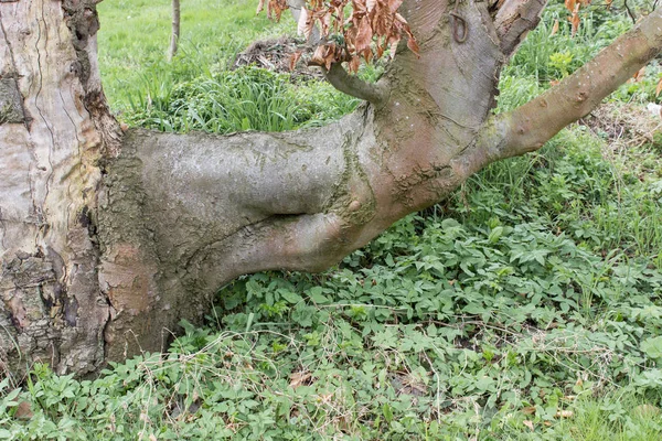 Eski kırmızı kayın — Stok fotoğraf