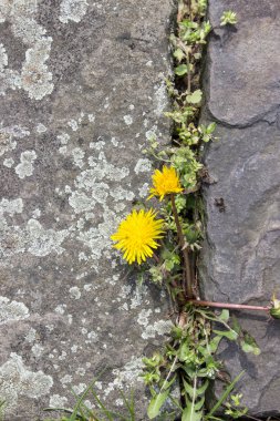 Sarı Karahindiba çiçeği