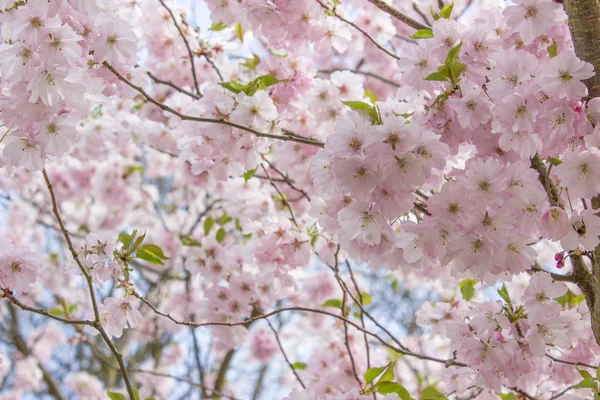 Branches de fleurs de cerisier — Photo