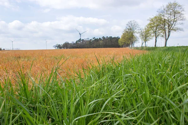 Campo en primavera —  Fotos de Stock