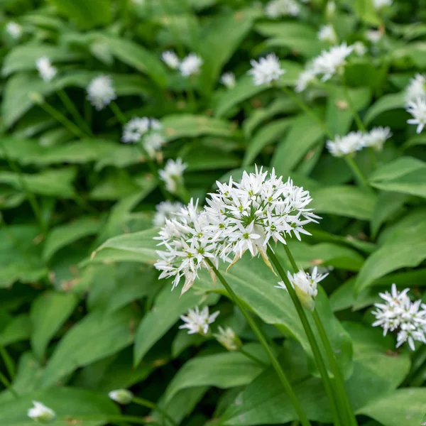 Flores de ajo silvestre —  Fotos de Stock