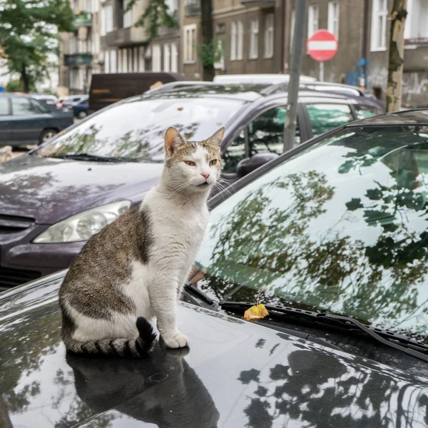 tekir kedi