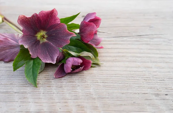 Karanlık, mor hellebores — Stok fotoğraf