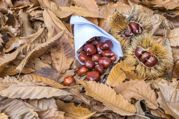 Chestnuts in autumn — Stock Photo, Image
