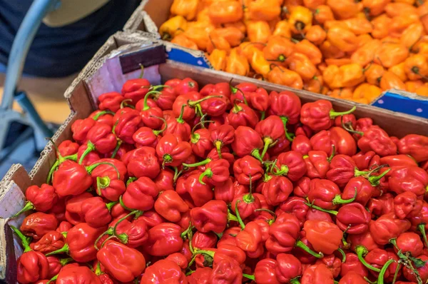 Peperoni rossi e gialli — Foto Stock