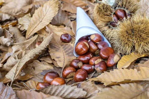 Castanhas em outono — Fotografia de Stock