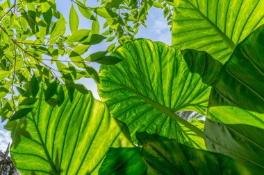Büyük, yeşil yaprakları