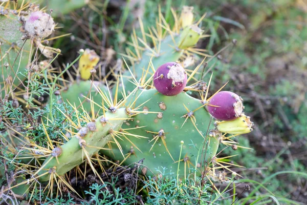 El cactus fig —  Fotos de Stock