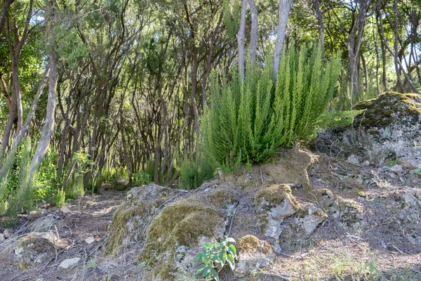 Heather kauwen bomen — Stockfoto