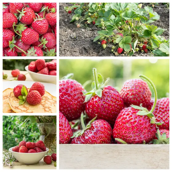 新鲜、 成熟的草莓 — 图库照片