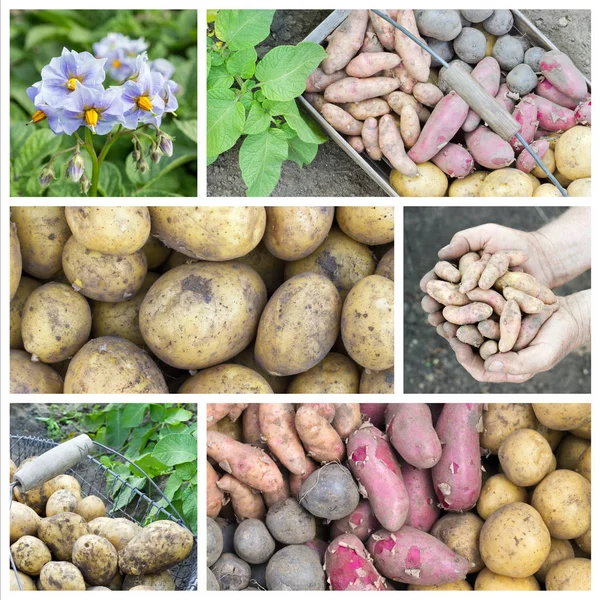 Diferentes variedades de patata — Foto de Stock
