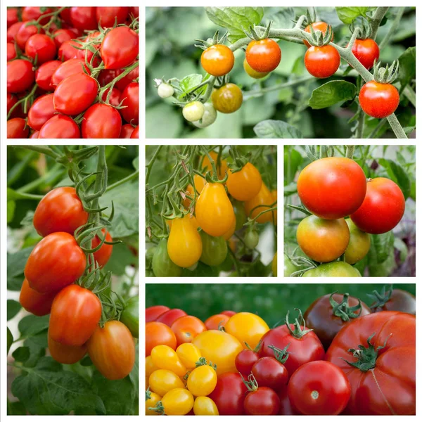 Pomodori e piante di pomodoro — Foto Stock