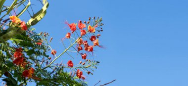 çiçekli alev ağacı 