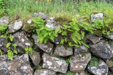 Bir duvar, eğreltiotu 