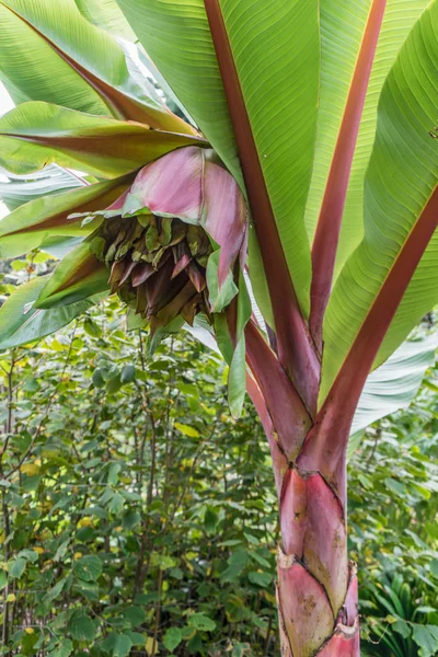 Een banaan boom — Stockfoto