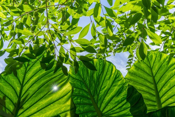 Large, green leaves — Stock Photo, Image