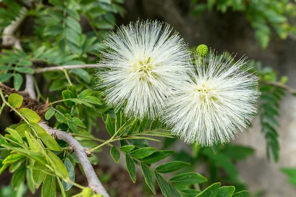 Un Calliandra haemotocephala — Photo