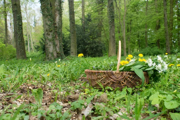 Herbs in the forest — Stock Photo, Image