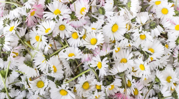White daisy blossom — Stock Photo, Image