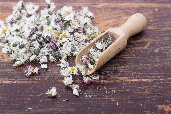 Torkade Daisy blommor — Stockfoto