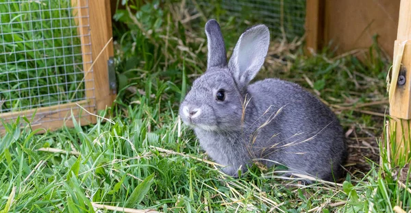 Kleines graues Kaninchen — Stockfoto