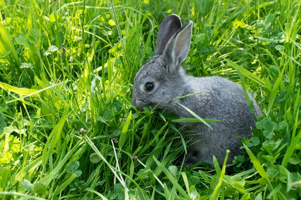 Pequeño conejo gris —  Fotos de Stock