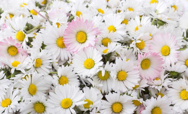 White daisy blossom — Stock Photo, Image