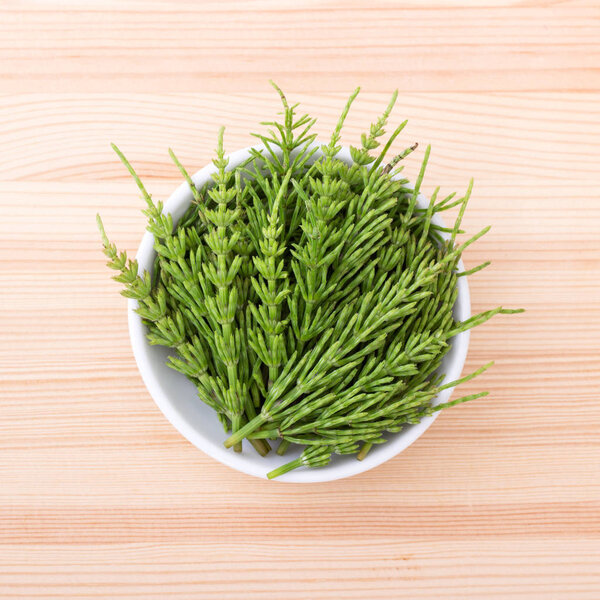 fresh field horsetail