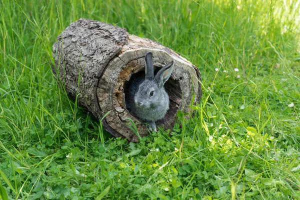 Un lapin gris — Photo