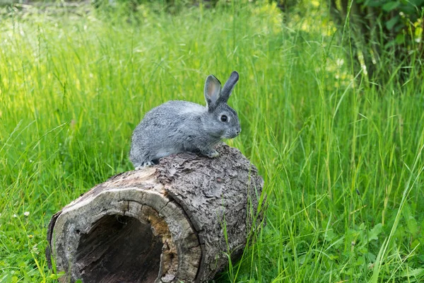 En grå kanin — Stockfoto