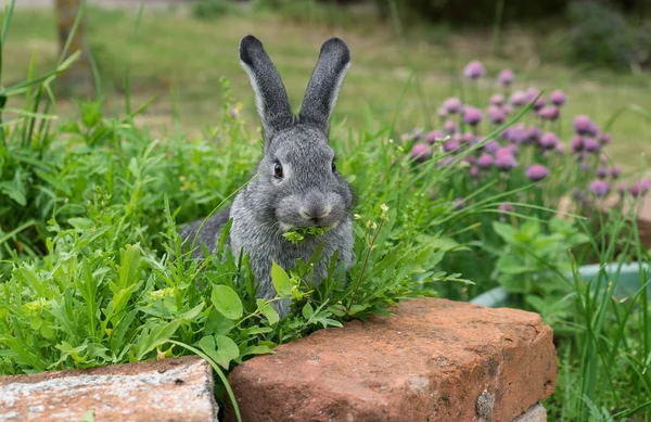 Conejo chinchilla gris — Foto de Stock