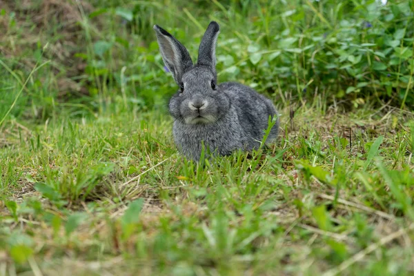 Conejo chinchilla gris — Foto de Stock