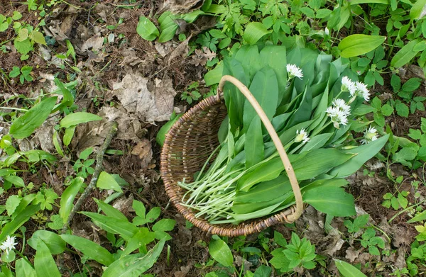 Fresh, wild garlic — Stock Photo, Image