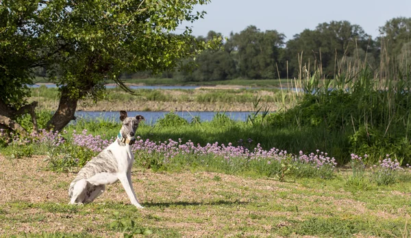 Szürke-fehér whippet — Stock Fotó