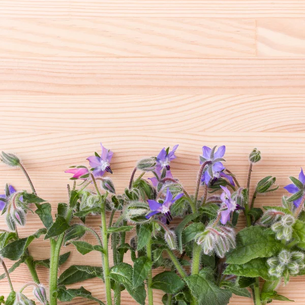 Fiore di stelle con fiori blu — Foto Stock